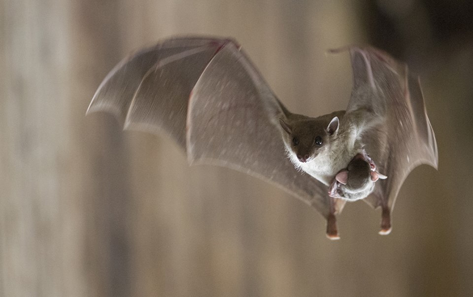 April 17 is Bat Appreciation Day! Bats Are Cool!

Bats 101: 
batcon.org/about-bats/bat…

Bat Appreciation Day on National Day Calendar:
nationaldaycalendar.com/international-…

Help bats! 
batcon.org

Nat Geo Kids: Things You Wanna Know  – Bats
youtube.com/watch?v=NBCODn…