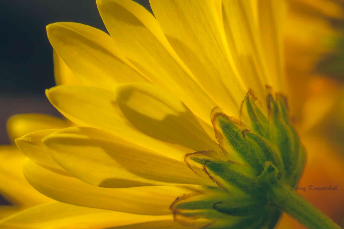 The Spring Flowers are Blooming #FlowerPhotography #NatureLover #naturephotograhpy #flowerporn #OntarioPhotographer #Yellow #ThamesCentrePhotographer