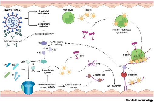 Complement(ing) long-COVID thromboinflammation and pathogenesis dlvr.it/T5fJDp #immunology