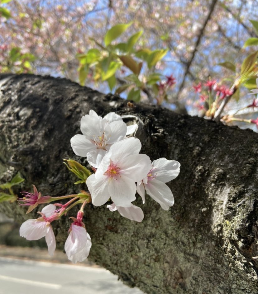 桜🌸　 とうとう散ってしまったな〜、と思っていたら、 こんなところにまだ、咲いていてくれました。 愛おしいですね。 #相互フォロー #桜