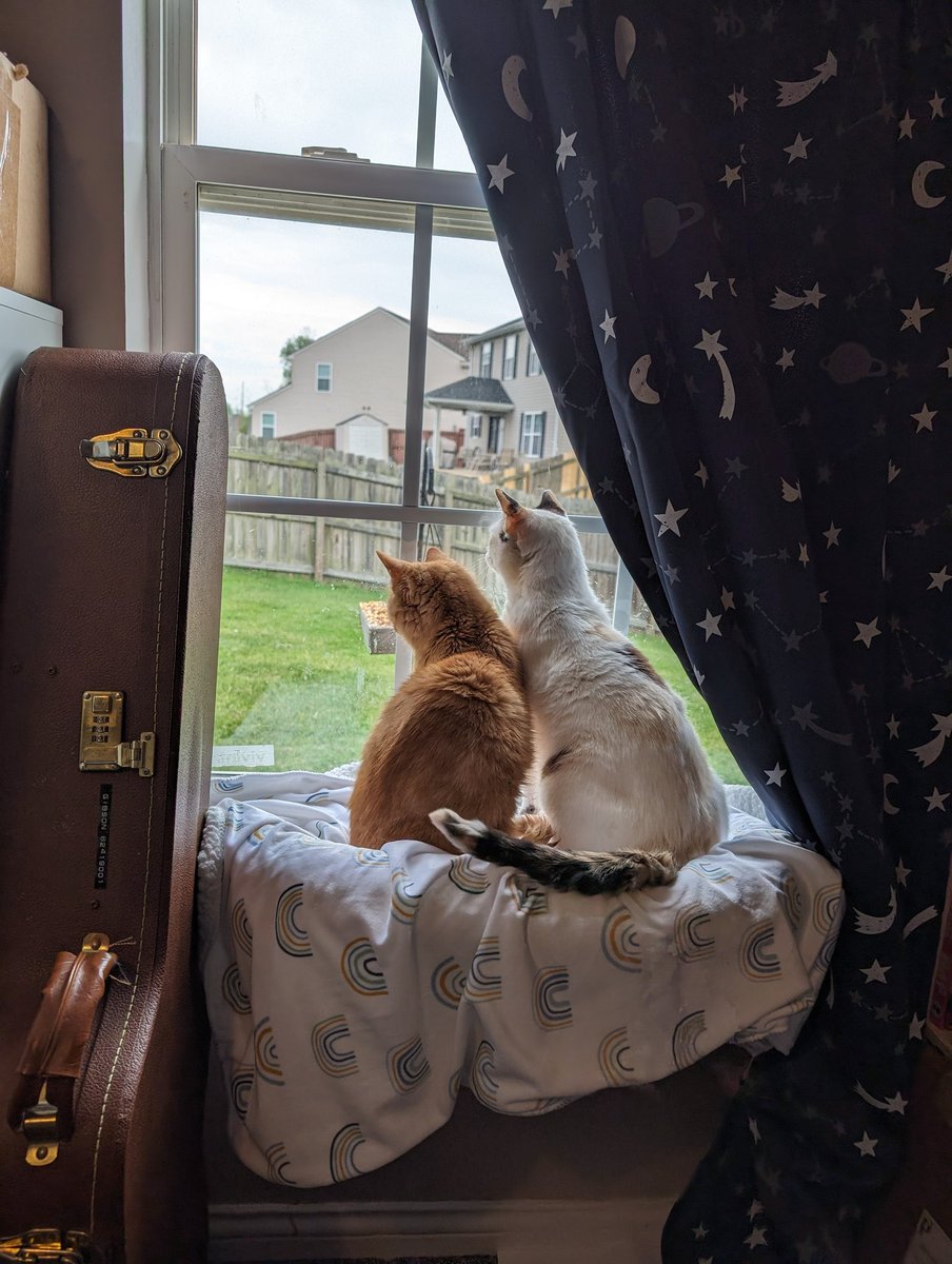 we looked at birbs together today!!