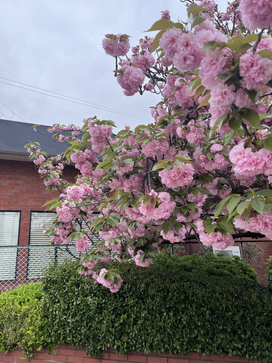 おはようございます🙂
堺市の天気は曇り☁️
会社の近くに咲いている山櫻です。こちらの桜は少し遅く咲きますが、ぽってりとした花が愛らしい😍
お疲れ溜まりますが、一日ご安全に🥰
#企業公式春のフォロー祭り #企業公式相互フォロー祭り #企業公式が朝の挨拶を言い合う