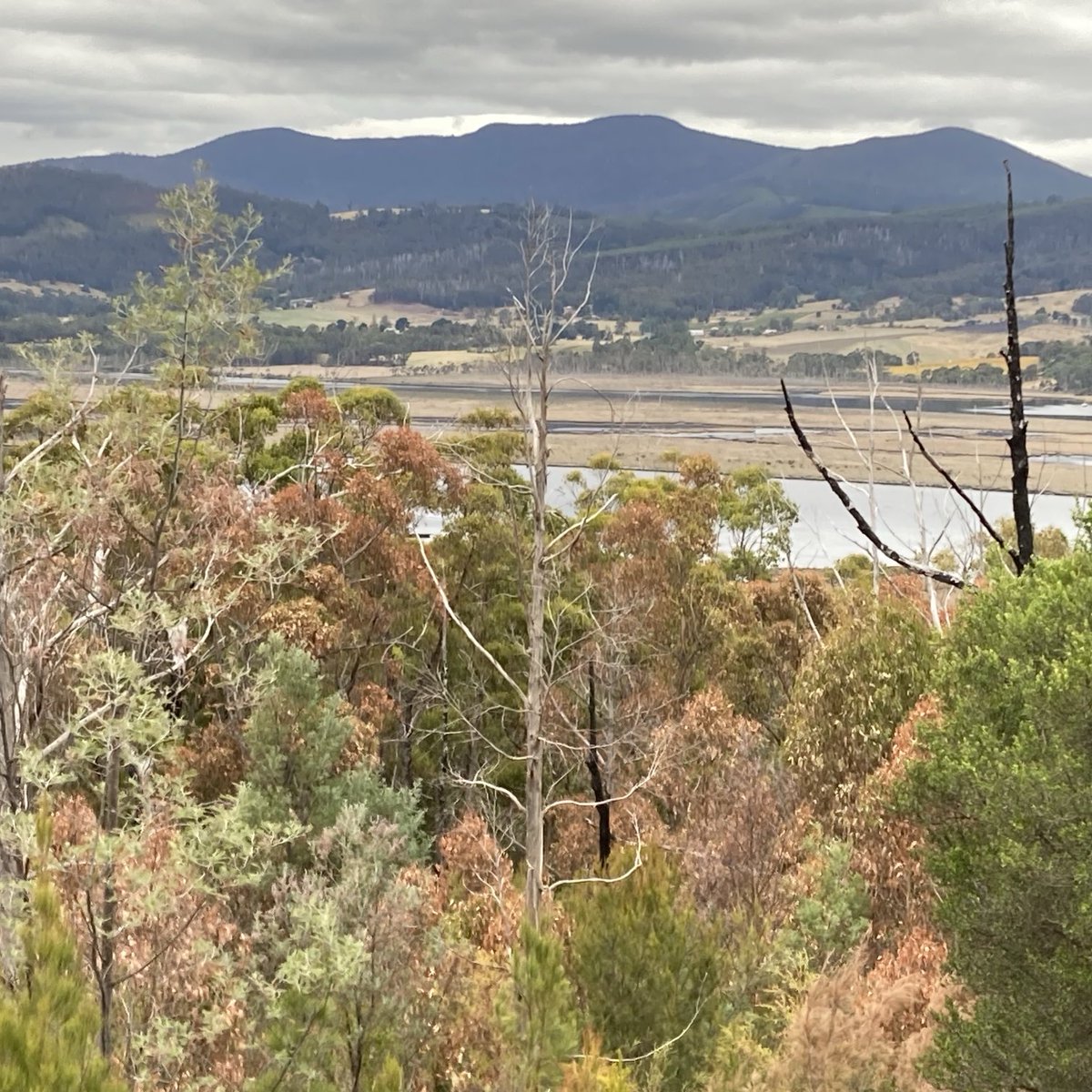 Turning of the Fagus? How passé. Down here in the Huon we’ve got the Turning of the Gums. 🤔