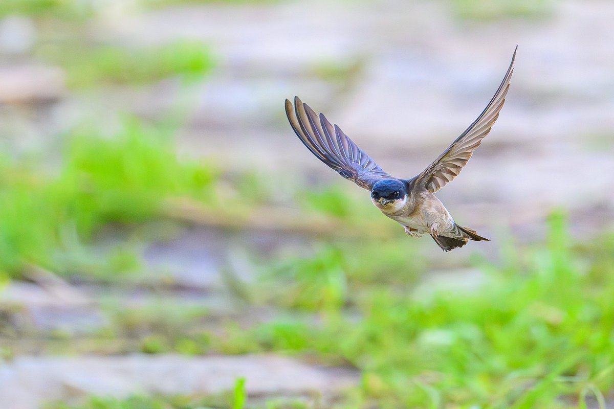 おはようございます！
今日も一日よろしくお願いします😊

今朝もツバメさん😊

Nikon Z8 + Z 400mm F4.5 S
#Nikon #ニコン #Z8 #NikonZ8 #Z445 #私とニコンで見た世界 #野鳥撮影 #野鳥写真 #ツバメ