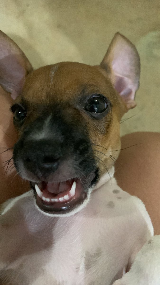 minaloucaaaaa's tweet photo. Romeu , Romeu cachorro , chor/romeu ❤️ https://t.co/2T5aCr4QNm