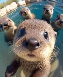 Baby otters are so cute 🥰