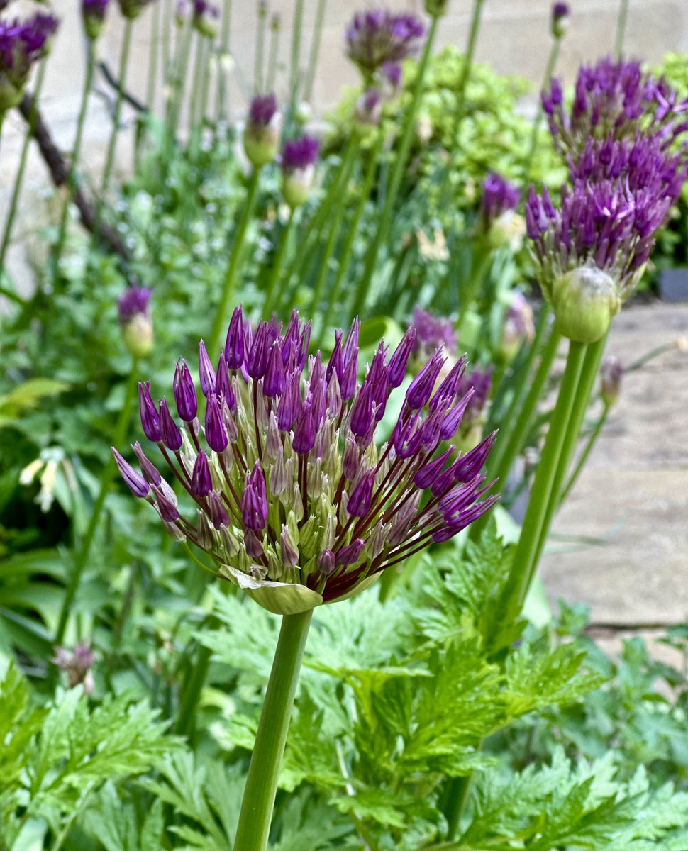 The alliums in our First Quad borders are slowly coming in to bloom as we reach the end of April. #jesuscollegeoxford #alliums #bringonthebees