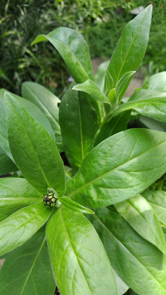 なんか植えた覚えのない株がわさわさ茂ってきたのだけれど、百日草？