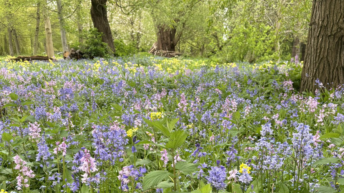 Stunning scenes on <a href="/UniOfYork/">University of York</a> campus 🌟🌟