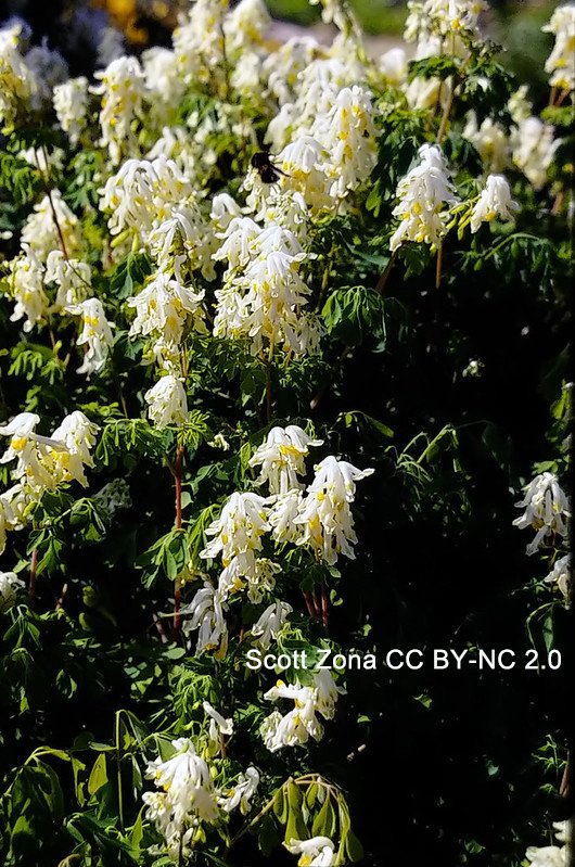 Subfamily Fumarioideae was once recognized as a family but now is in #Papaveraceae. It has an odd, zygomorphic flower with a minimal calyx + nectar spur on 1 or 2 outer petals. Some species are climbers. This is Pseudo-fumaria alba (yes, there’s a hyphen). #poppy