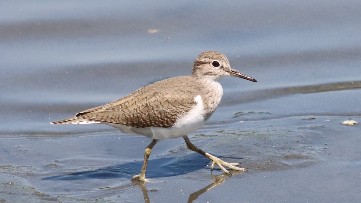 イソシギ, Common sandpiper, Actitis hypoleucos