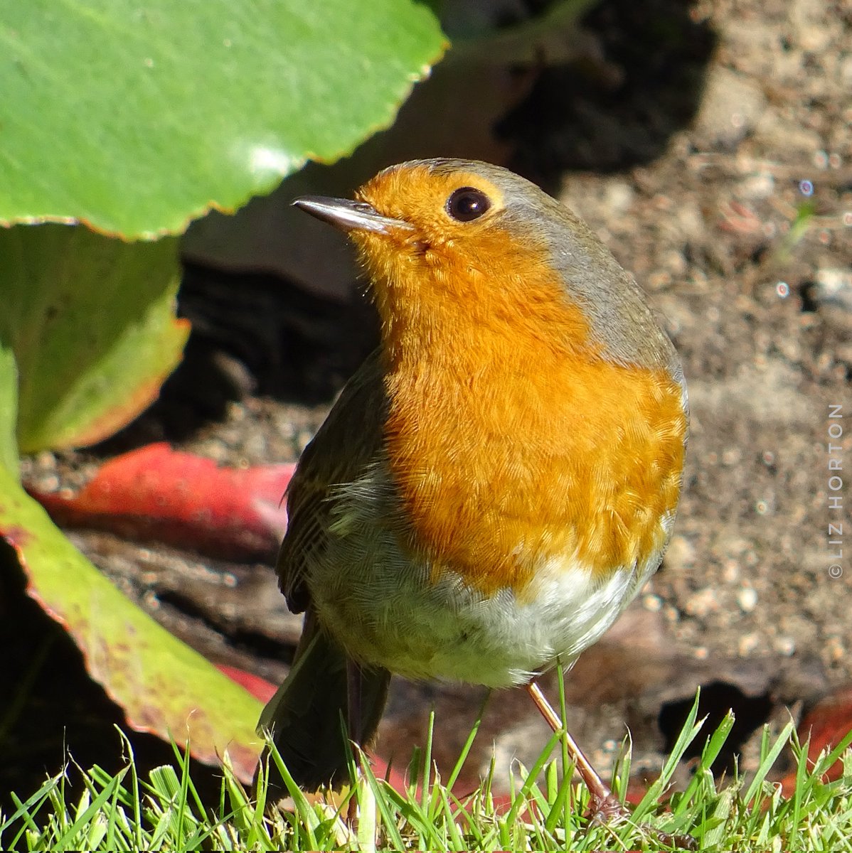 The dawn chorus was led by a blackbird this morning. However, my pics of him are blurry, so it's another pic of a #robin with Best Wishes for a Happy Day..😁 #nature #wildlife #birds #photography #birdwatching #birdphotography #BirdTwitter #birdtonic #art #naturelovers .. 🌱🧡🕊