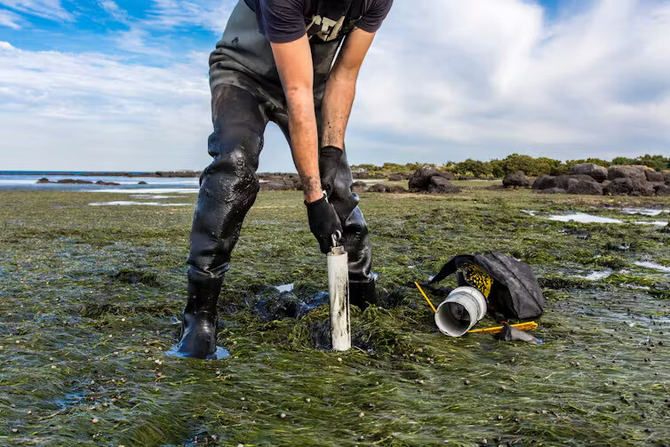 Areas of the #ocean floor store huge quantities of #BlueCarbon, making this part of the marine world essential in the fight against #ClimateChange. Read what work the @UNOceanDecade is undertaking in order to protect the seafloor ➡️ loom.ly/NeG6Ick