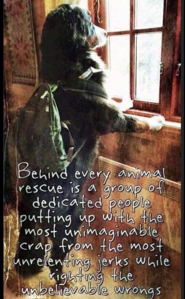 Justice4TLS's tweet image. Today is the start ... Annie has her Court hearing  This is where she will attend court to answer an allegation and hear the "evidence"  We really hope when the time comes she has the chance to question the Council's reasoning for killing the 11 dogs and get answers on the 71