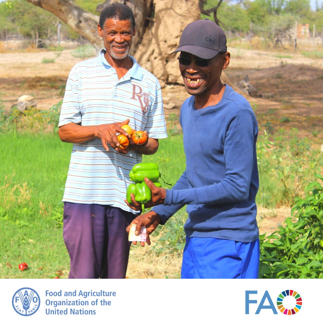 Supporting smallholder farmers is crucial for global food security & poverty reduction. They produce over 80% of the world's food & play a vital role in sustainable agriculture. Empowering them leads to healthier communities, stronger economies & more resilient agrifood systems.