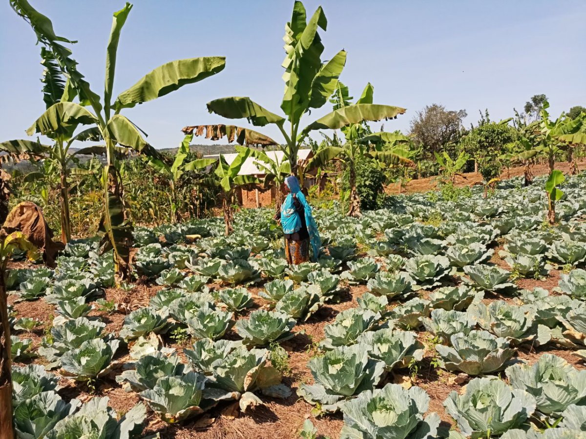 👩🏾‍🌾 Hajjat’s banana yields have increased 3 times since participating in a CABI-led banana agronomy project in Tanzania. Find out how improved cropping practices have changed the life of Hajjat, and other farmers like her 👇 ow.ly/oHXU50RlXb8