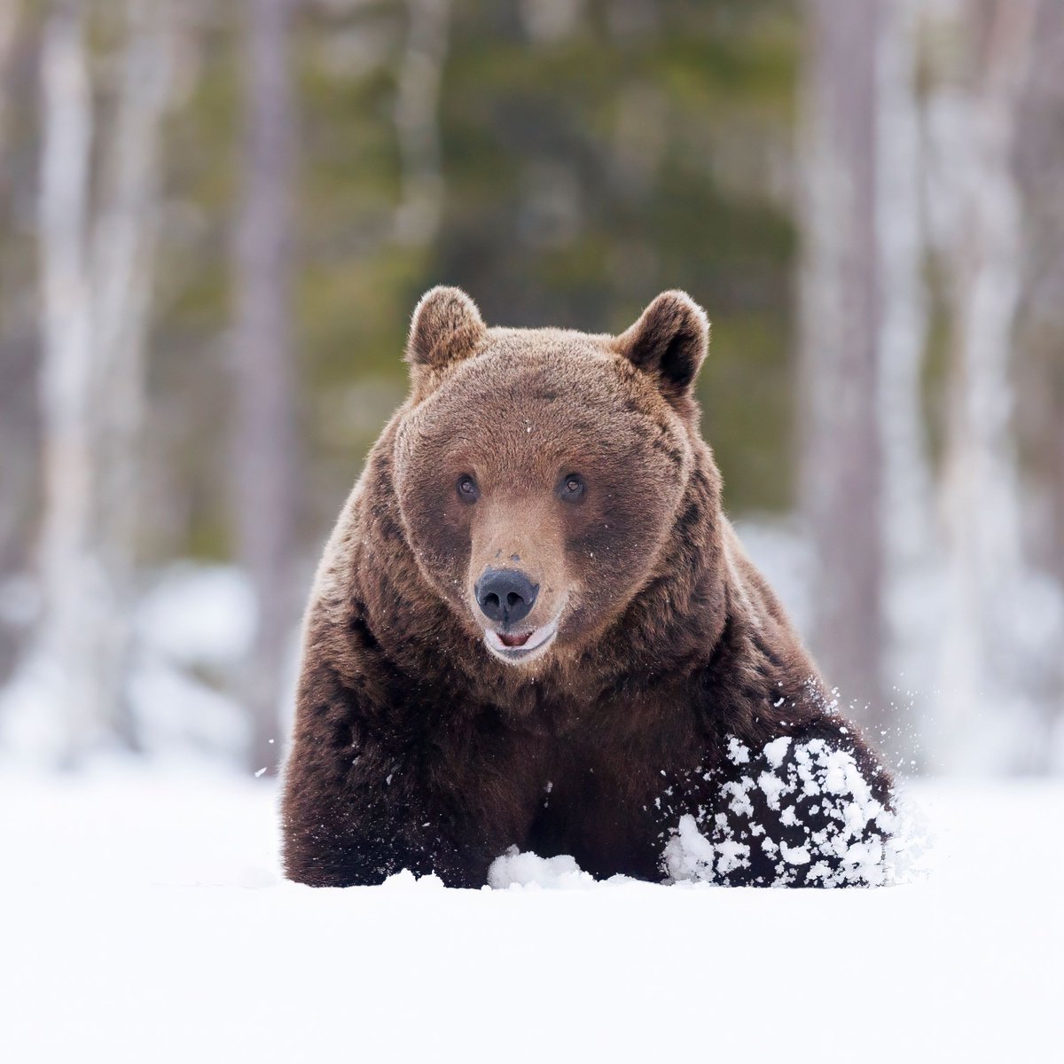 Suojasää huhtikuussa karhua vielä upottaa syvässä lumessa liikkuessa. #April24 #Bears #snow