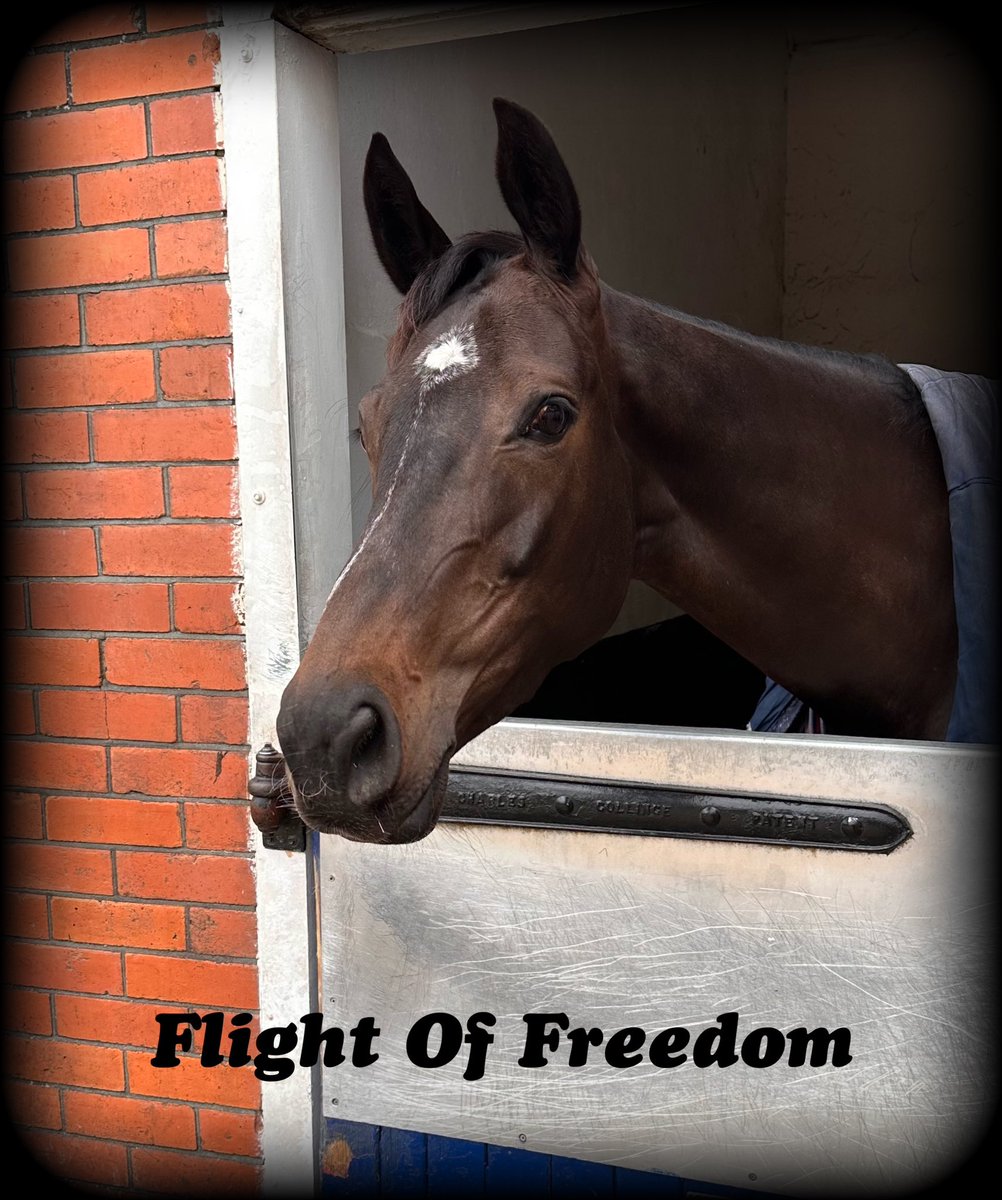Thursday Runner @Huntingdon_Race 7.15 pm Flight Of Freedom 👉@tommy_bells rides #goodluck#TeamLavelle 🐎