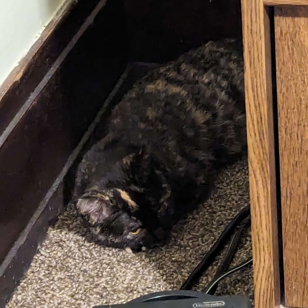 ShidoDraws's tweet image. I adopted a cat, she's very timid and doesn't trust people but she's less shy than when I first took her in weeks ago.