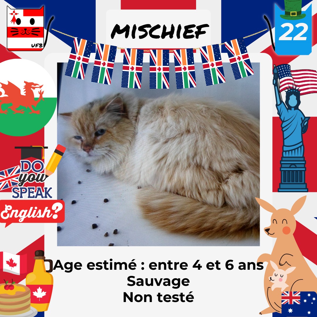 MISCHIEF est SAUVE Pris en charge par une association du 35