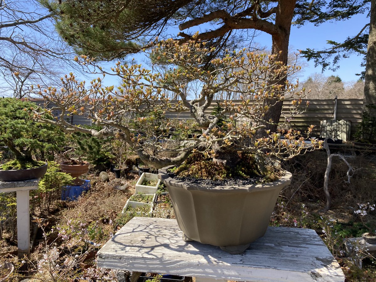 北海道の盆栽園続々と営業開始。 北広島市の廣瀬清香園→営業開始。 北