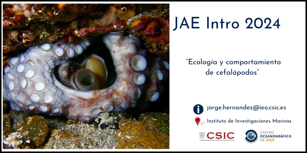 #JAEIntro2024

🐙“Ecología y comportamiento de cefalópodos”, con Jorge Hernández (@JorgeUrcera)

Esta beca de #IEOVigo se desarrollará en @IIM_CSIC