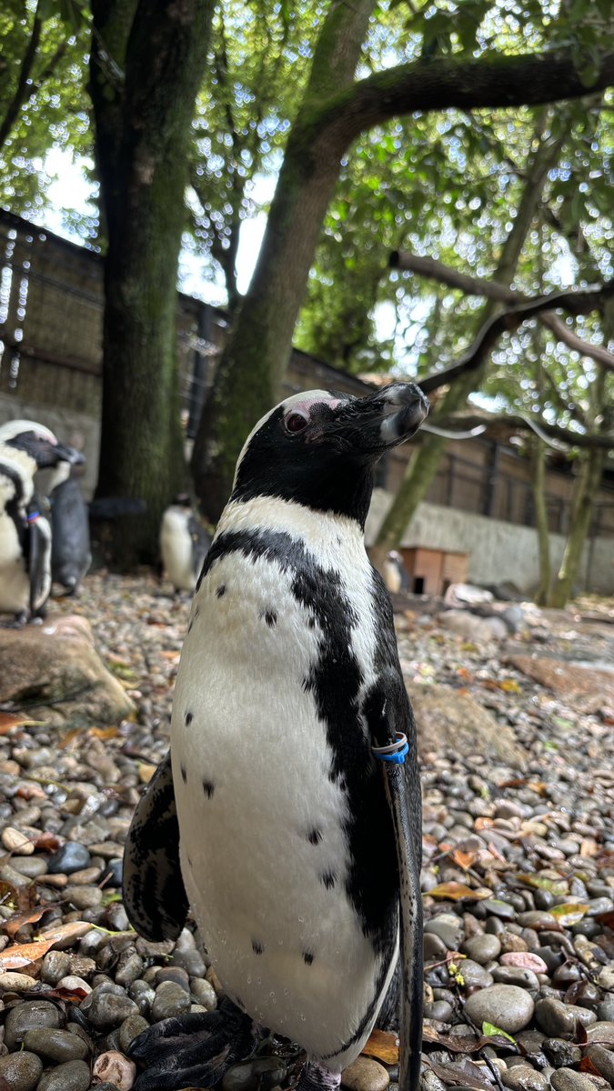 今日は #世界ペンギンの日🐧
姫センで暮らしているのはケープペンギンです✨
真っ白なお腹にある黒い斑点や顎の下にある一本線の模様がヒトの指紋のように一羽ずつ違うんですよ〜☺️
ちなみに写真はミッチー君‼️

#姫セン　#サファリ