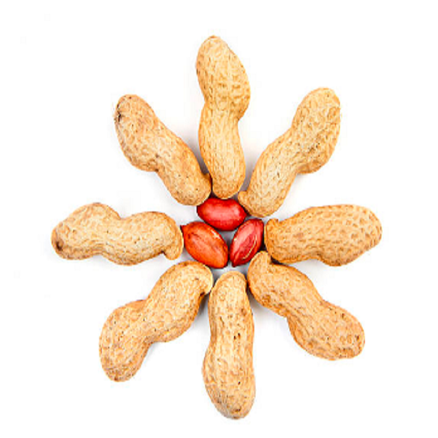 ArputhamExport's tweet photo. Leading groundnut (peanut) exporter from India! Providing fresh groundnut seeds rich in protein and oil content to destinations worldwide. #GroundnutExporter #PeanutSupplier #arputhamexports #peanutsexporter #peanutexportersinuae #peanutexportersinindia #peanutexportersineurope https://t.co/PJgI3LzJb1