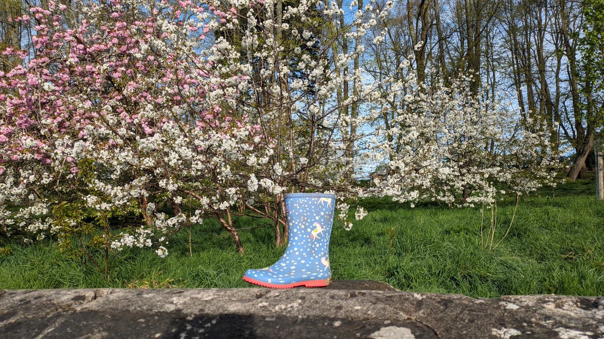 Bristol Welly Wanging Championship - Spring Fling! Greville Smyth Park Bank Holiday Mon 6 May, 11am-3pm friendsofgrevillesmyth.wordpress.com/get-involved/e… Time for some investigative journalism @SimsonPete @char1iewatts @beardedjourno What is the optimum welly size & shape to ensure victory? @greaterbedmin