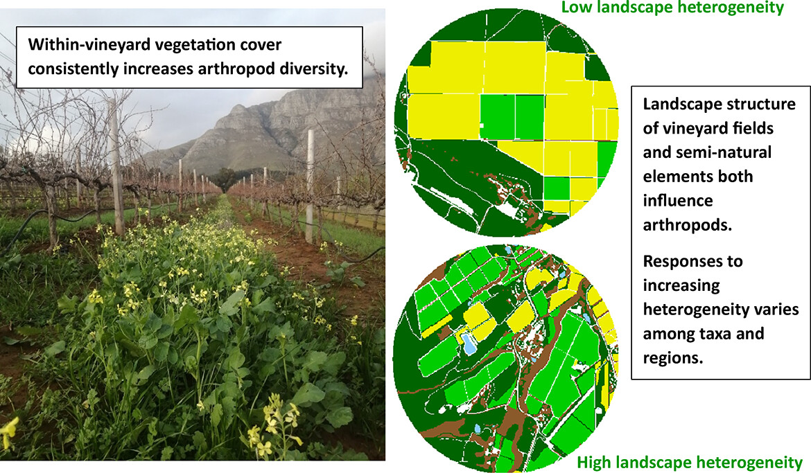 InsectDiversity's tweet photo. Area and configuration of both semi-natural habitats and #vineyards influence #arthropods in South African and central European agricultural landscapes: https://t.co/rq38MTd54I #OpenAccess #Biodiversity #Conservation #Viticulture #LandscapeHeterogeneity

@WileyEcolEvol https://t.co/KNi6NmDd5w