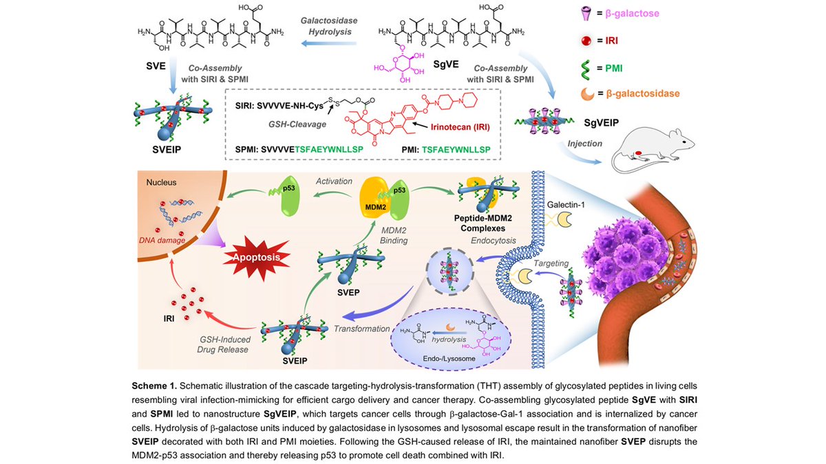 Assembly of glycopeptides in living cells resembling viral infection for cargo delivery. In situ assembly strategy mimicking viral infection providing a new route for drug delivery and cancer therapy in the future. tinyurl.com/fdateyb8

#glycotime