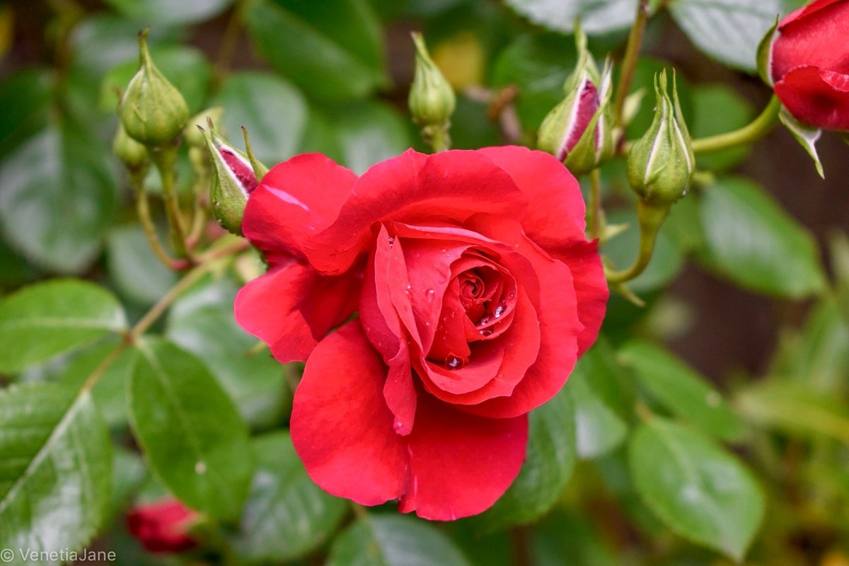 25th April is the feast day of St. Mark and #OTD the men of Venice give their belovéd a red rosebud as a symbol of their love. This tradition commemorates the 'Legend of the Rosebud of St. Mark's', a tragic 8th century love story about the Doge's daughter Maria. #FolkloreThursday