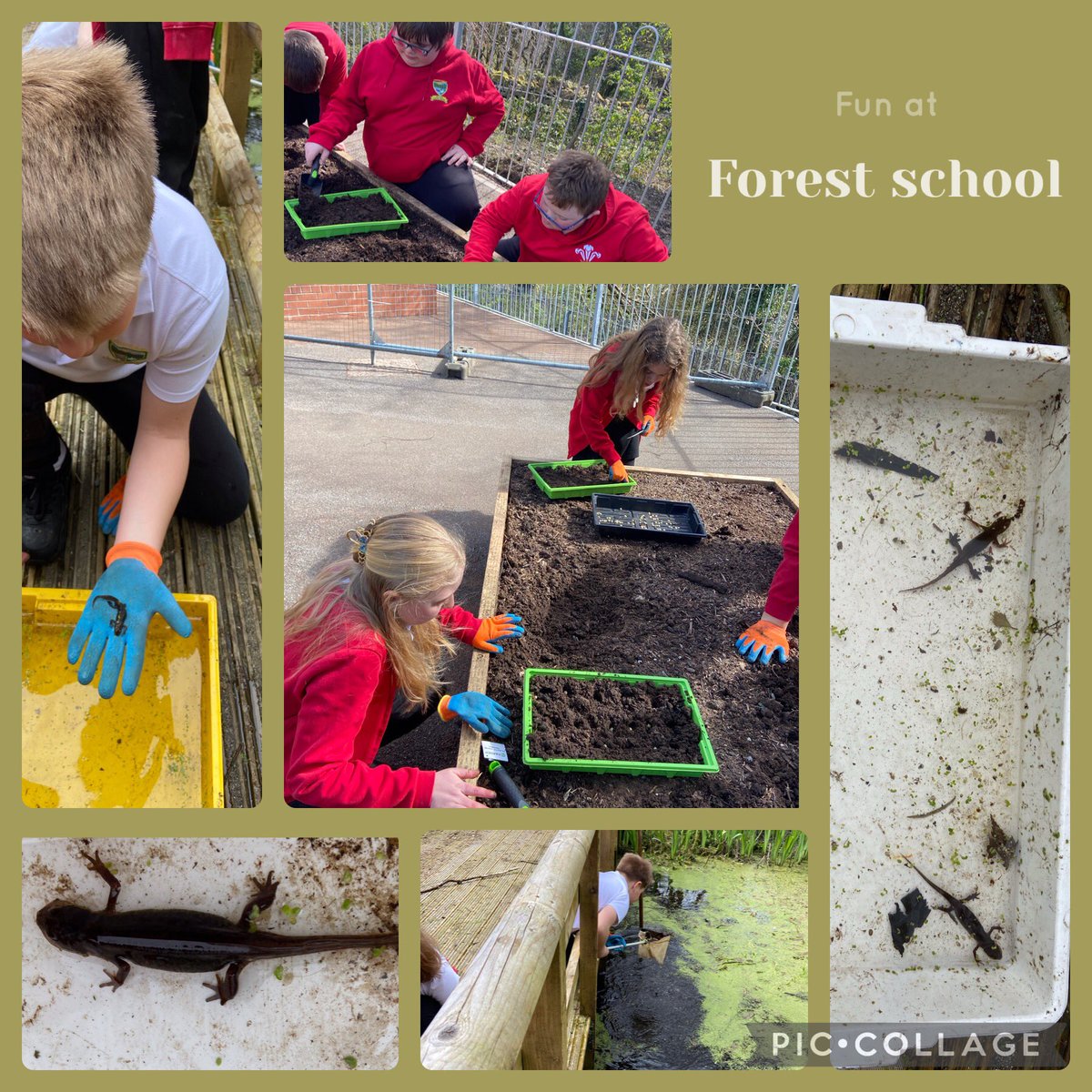 Some photos from our forest school session. Class 13 enjoyed planting and pond dipping. @garntegprimary @MrsSParkerEvans @PondDip @GwentWildlife @OlwTorfaen @_OLW_ #outdoorlearningweek