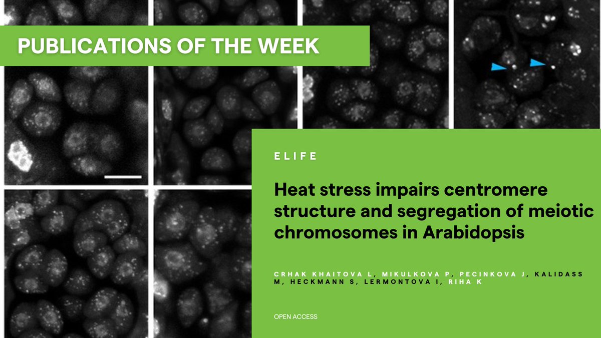 📗 #PublicationsOfTheWeek: 'Heat stress impairs centromere structure and segregation of meiotic chromosomes in Arabidopsis' in @eLife 🔬 Research Group: @karlriha See more ➡️ elifesciences.org/articles/90253 #CEITECScience