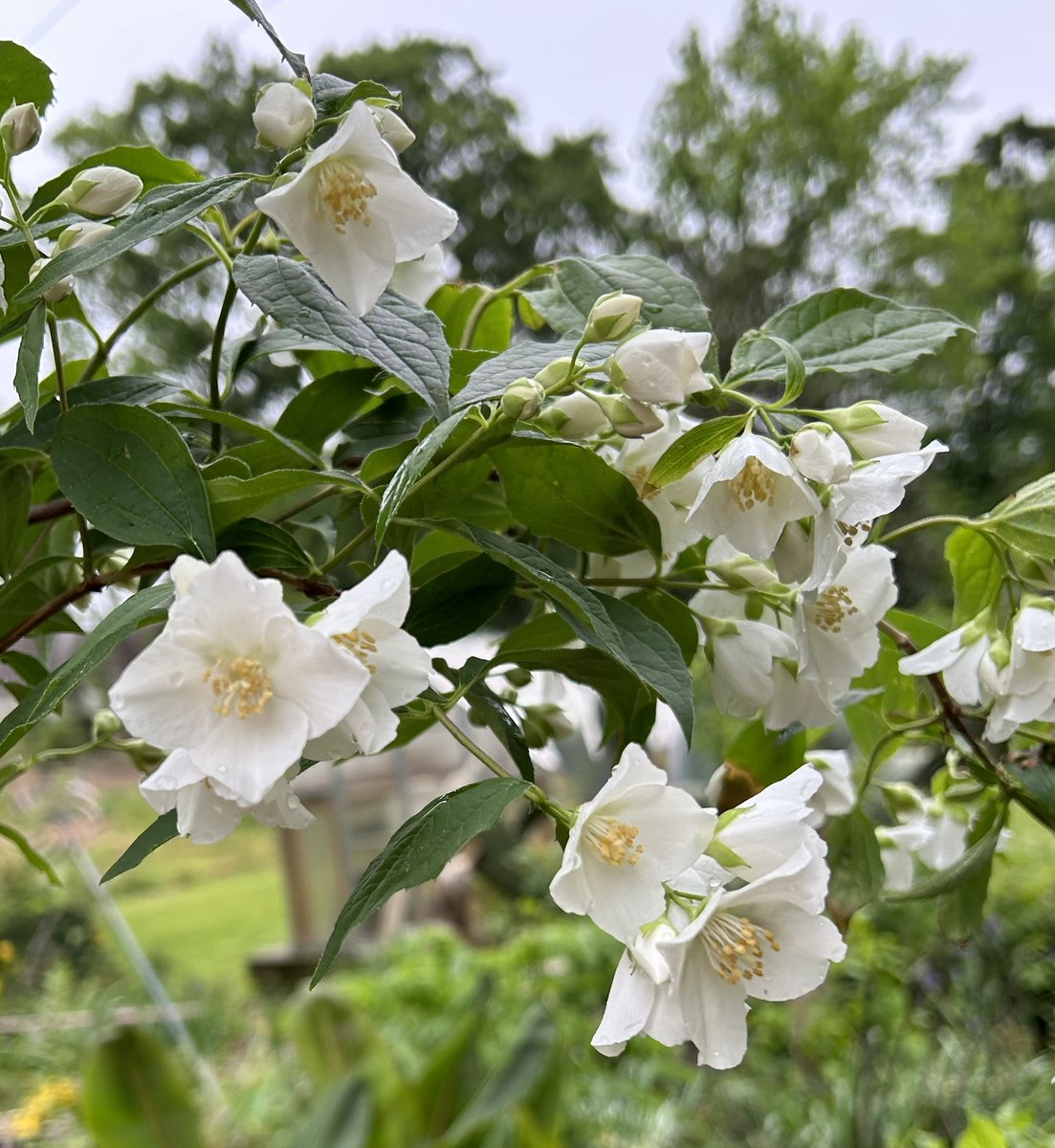 What smells as delightful as a citrus tree? A mock Orange 😍 I bought this one last spring so it’s the first time blooming, it’s full of flowers and smells like heaven 🤍🤍 #Flowers #Gardening #HighlyScented #FlowerPhotography #Plants #MockOrange #Spring