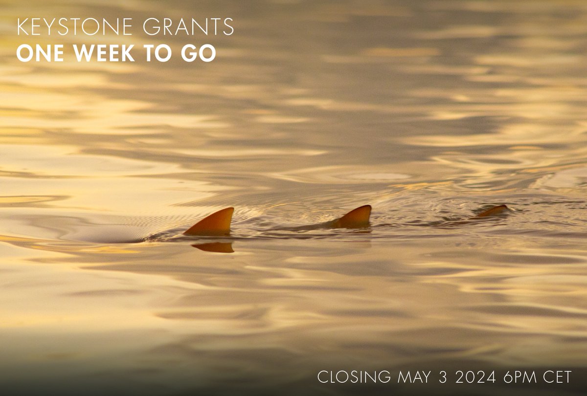 One week left to apply for the SOSF Keystone grant for marine scientists, conservationists and educators with a focus on elasmobranchs. Typically limited to three years, these grants average 25,000 USD per annum. Link to apply: saveourseas.com/keystone-grant…