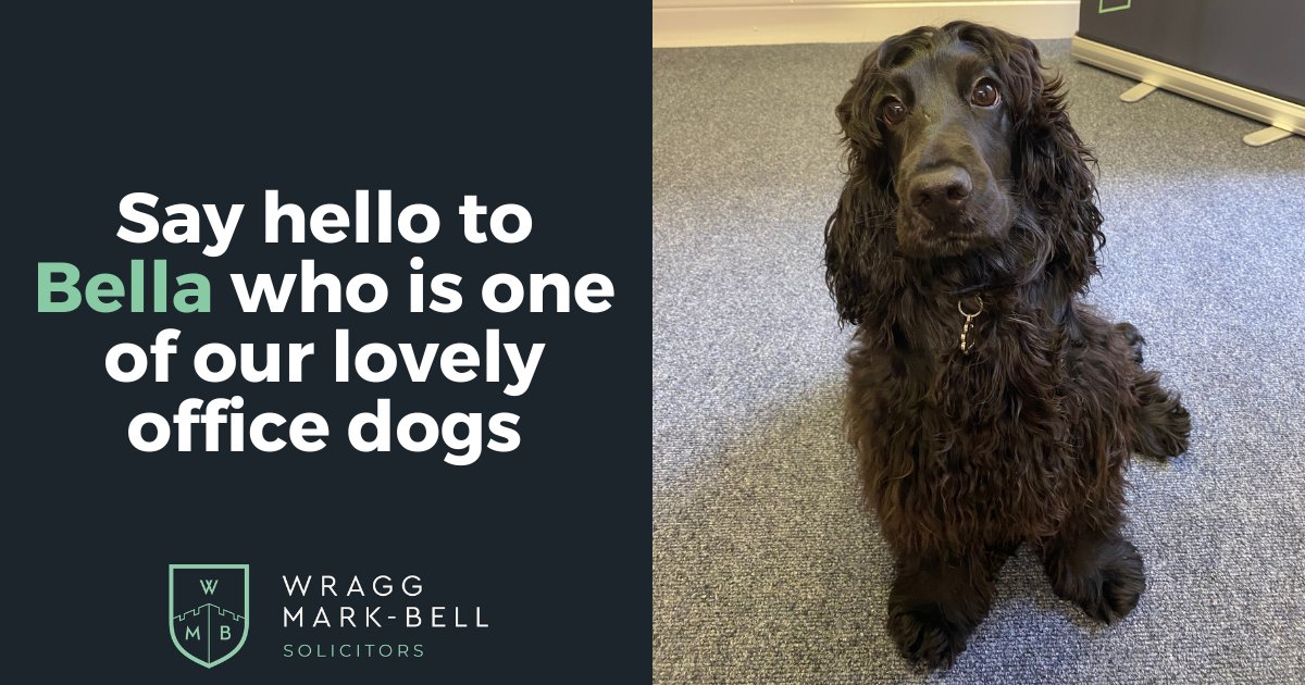 Say hello to the beautiful Bella 👋
Bella is Administration Assistant Paige Matthews' adorable show Cocker Spaniel. She is very sociable and loves making friends with other dogs and people.
We've got one more office dog to share with you before the end of #NationalPetMonth 🐶