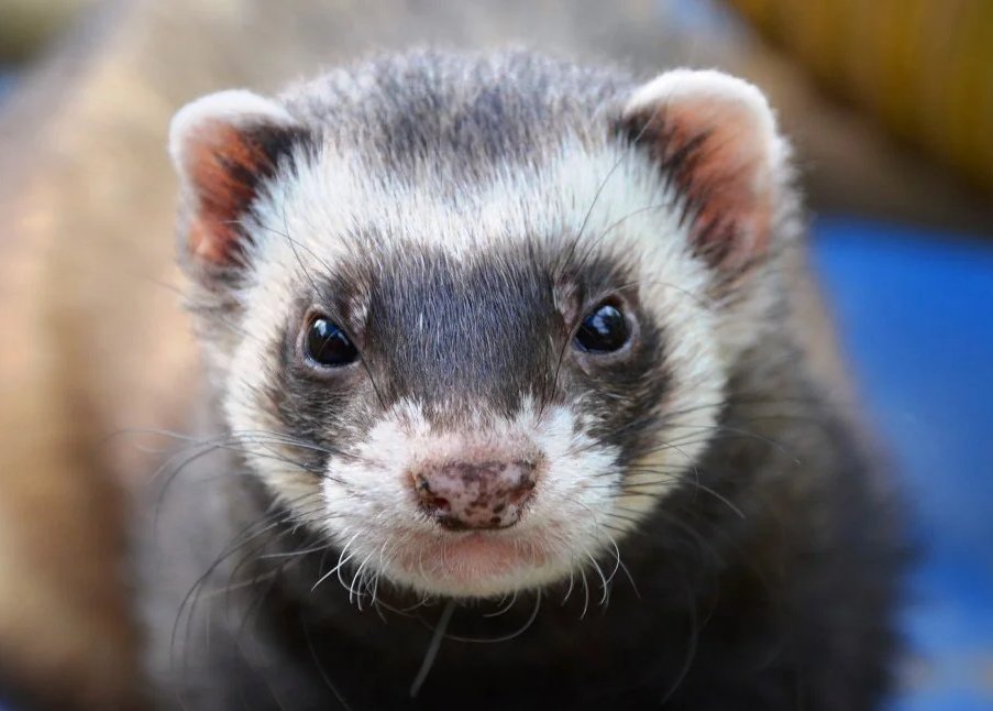 When a female Ferret goes in to heat they produce high amount of the oestrogen which will continue to be produced until she has mated. Having such high quantities of oestrogen for a prolonged period of will eventually result in Aplastic Anaemia and die if she couldn't find mate.