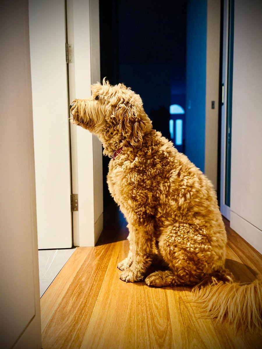 If anyone needs a stock photo of ‘Dog waiting for dinner’, they’re welcome to this floofy cliché.