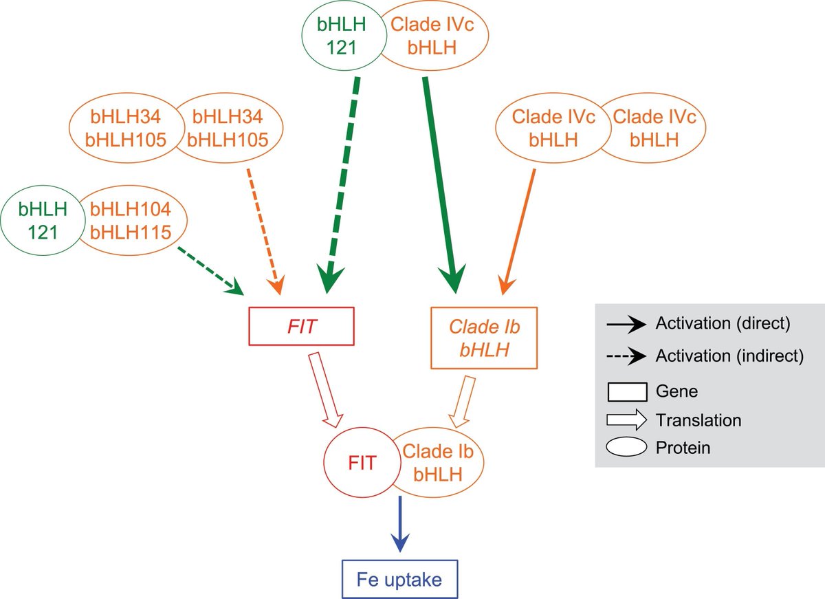 JXBot's tweet photo. 'bHLH121 and clade IVc bHLH transcription factors synergistically function to regulate iron homeostasis in Arabidopsis thaliana' - Fei Gao, Meijie Li, Christian Dubos

https://t.co/svWB4O1puL https://t.co/UwAq28SU3J