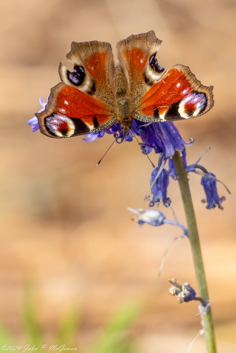 Still not many butterflies about but this rather worn Peacock was seen at Pinewoods Woodgate Valley BHam on 20-04-24 @savebutterflies @ukbutterflies @BC_WestMids @BOSFonline @IRecordDigital @EcoRecording @LGSpace
