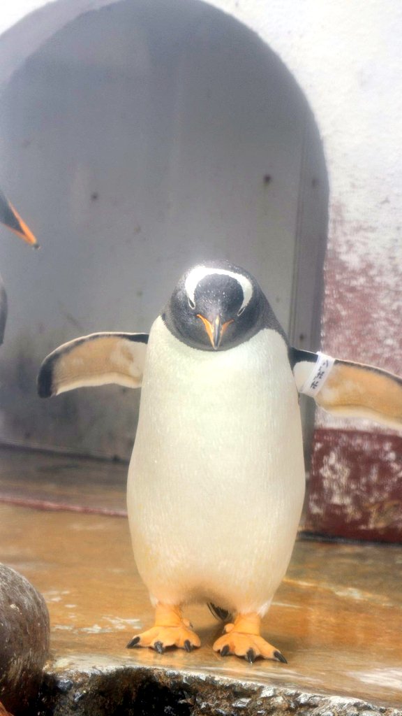 ボン､ボン､ボボン🐧
#世界ペンギンの日 
#おたる水族館 
#海獣公園 
#ジェンツーペンギン 
#ボボン