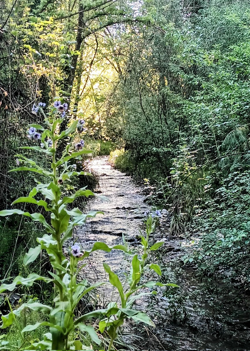 meteoalbaicin's tweet photo. Hoy tocaba paseo aguas arriba del Darro.
Aprovechad estos días que el campo está en su mejor momento. https://t.co/OtsTBtfQ95