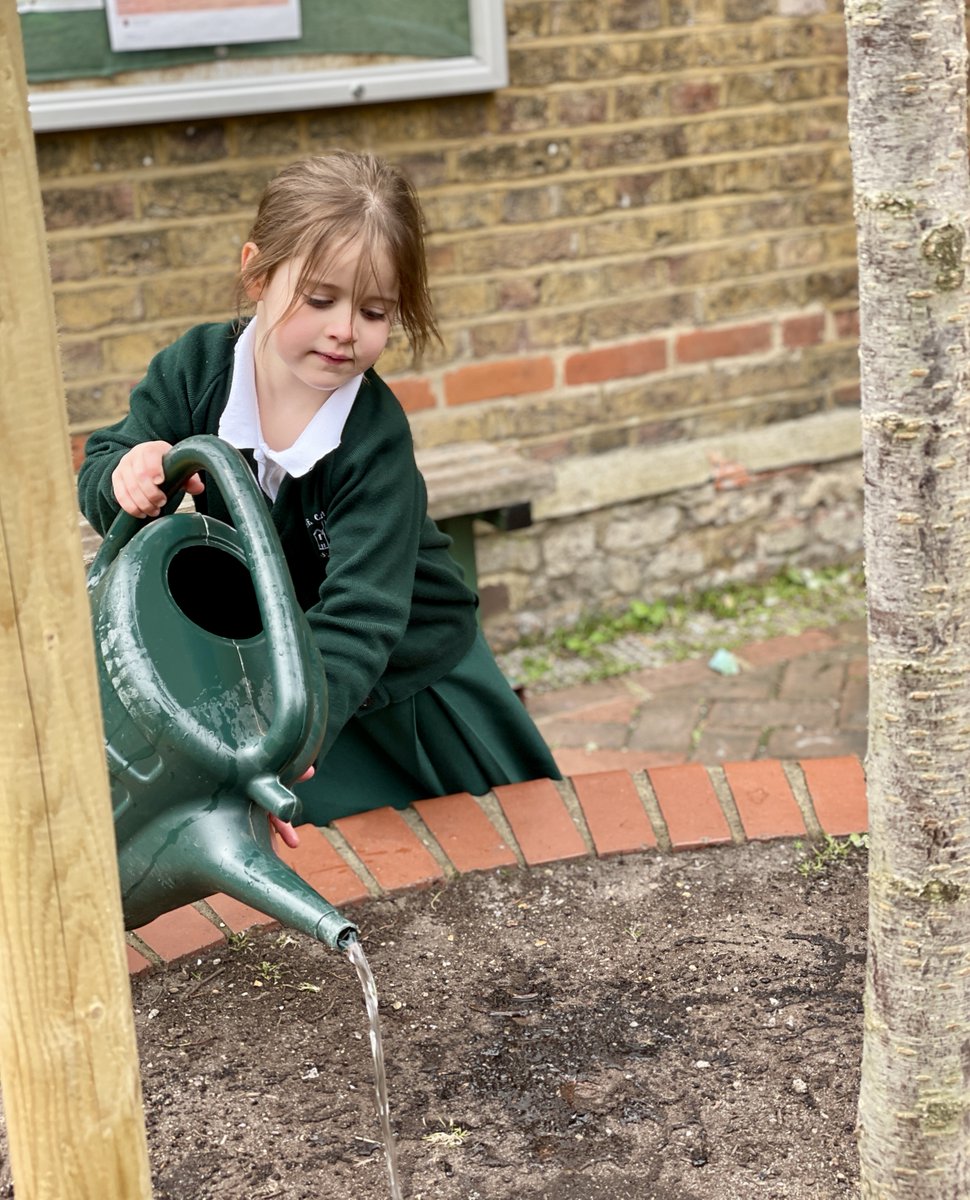 When it hasn't rained for a while there are always plenty of helpers to ensure our new cherry tree establishes a healthy root system.

#spiritedversatileachievers #wheregirlsdare #camdenschool #BestGirlsSchool #moretreesplease