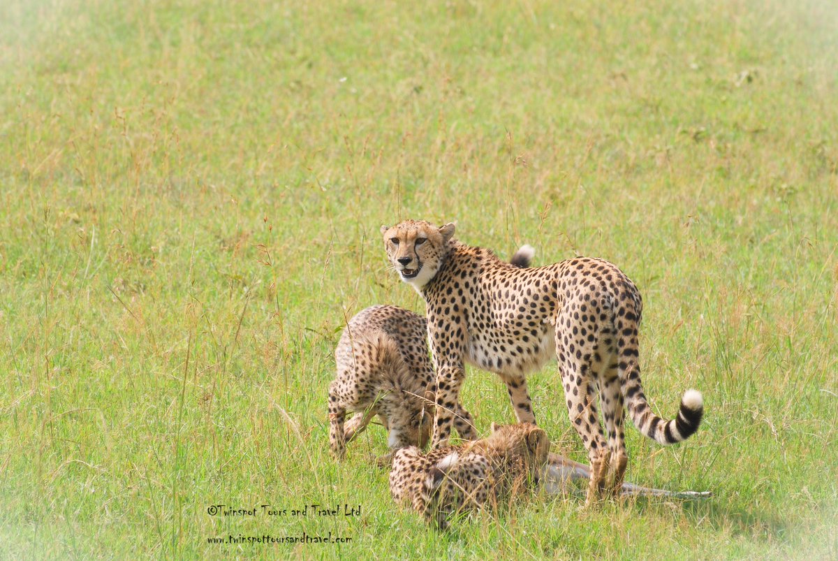 Cheetah with cubs #cheetah #birds_adored #birdphotography #birdinginkenya #birdbrilliance #birdwatchers_daily #magicalkenya #nature #birdlife #natgeo #kenya #africa #africansafari #naturelovers #adventure #discoverwildlife #vacation #holiday #tourism #wanderlust #travelgram