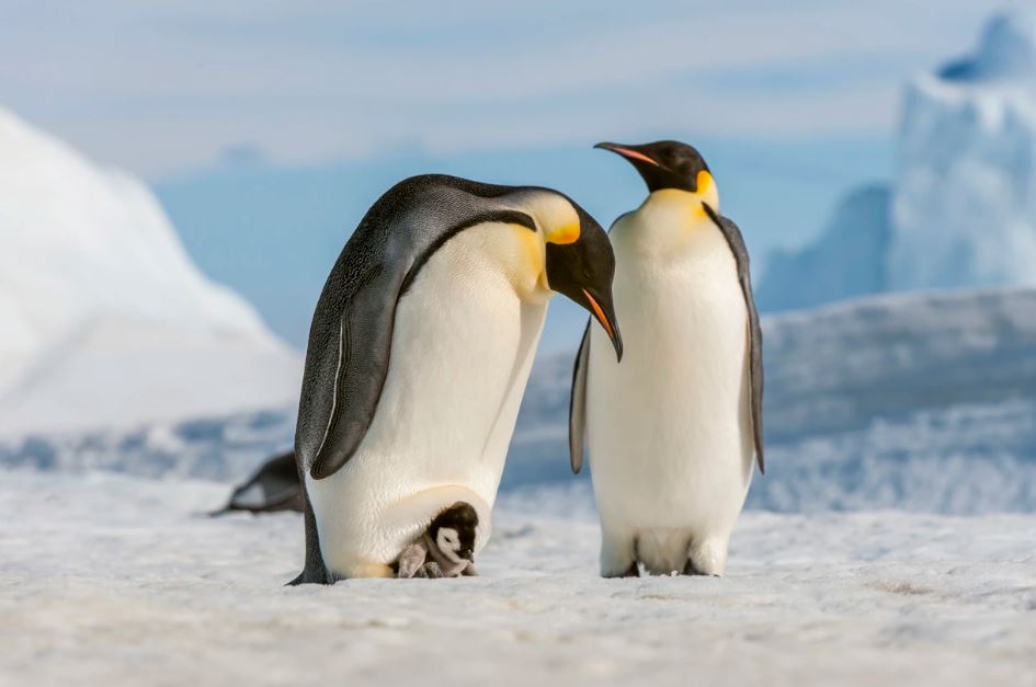 🐧 Happy #WorldPenguinDay! Let's celebrate these amazing creatures and pledge to protect their habitats. Marine protected areas are crucial for safeguarding penguins and marine life from threats like overfishing and pollution. #ProtectPenguins 🌊🎉 📸 - @NBCNews