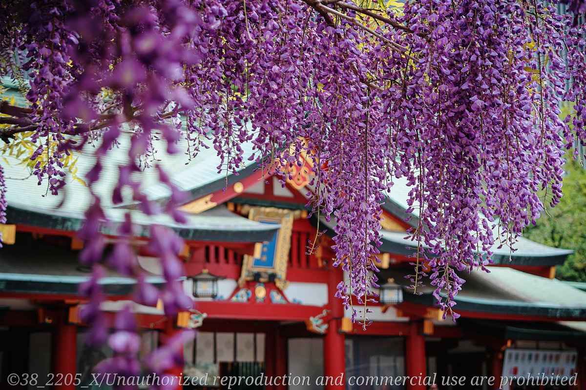 💜💜💜💜💜
赤坂 日枝神社
💜💜💜💜💜

#ファインダー越しの私の世界 
#カメラ女子
#photography
#Nikon
#はなまっぷ
#TLを花でいっぱいにしよう
#38photography
#藤棚