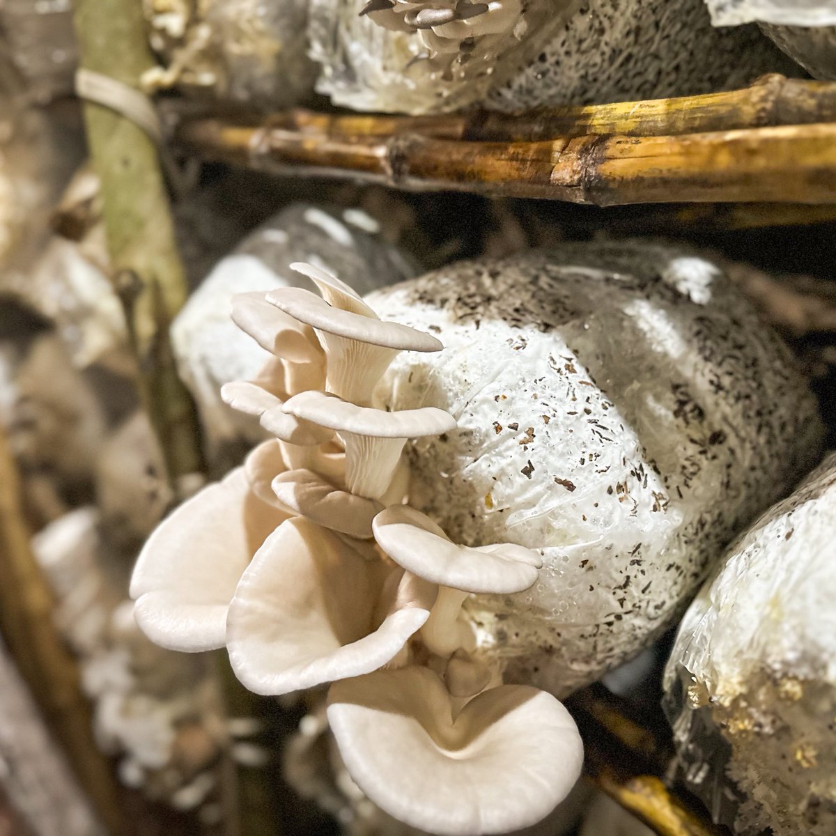 WFP Uganda tweet media