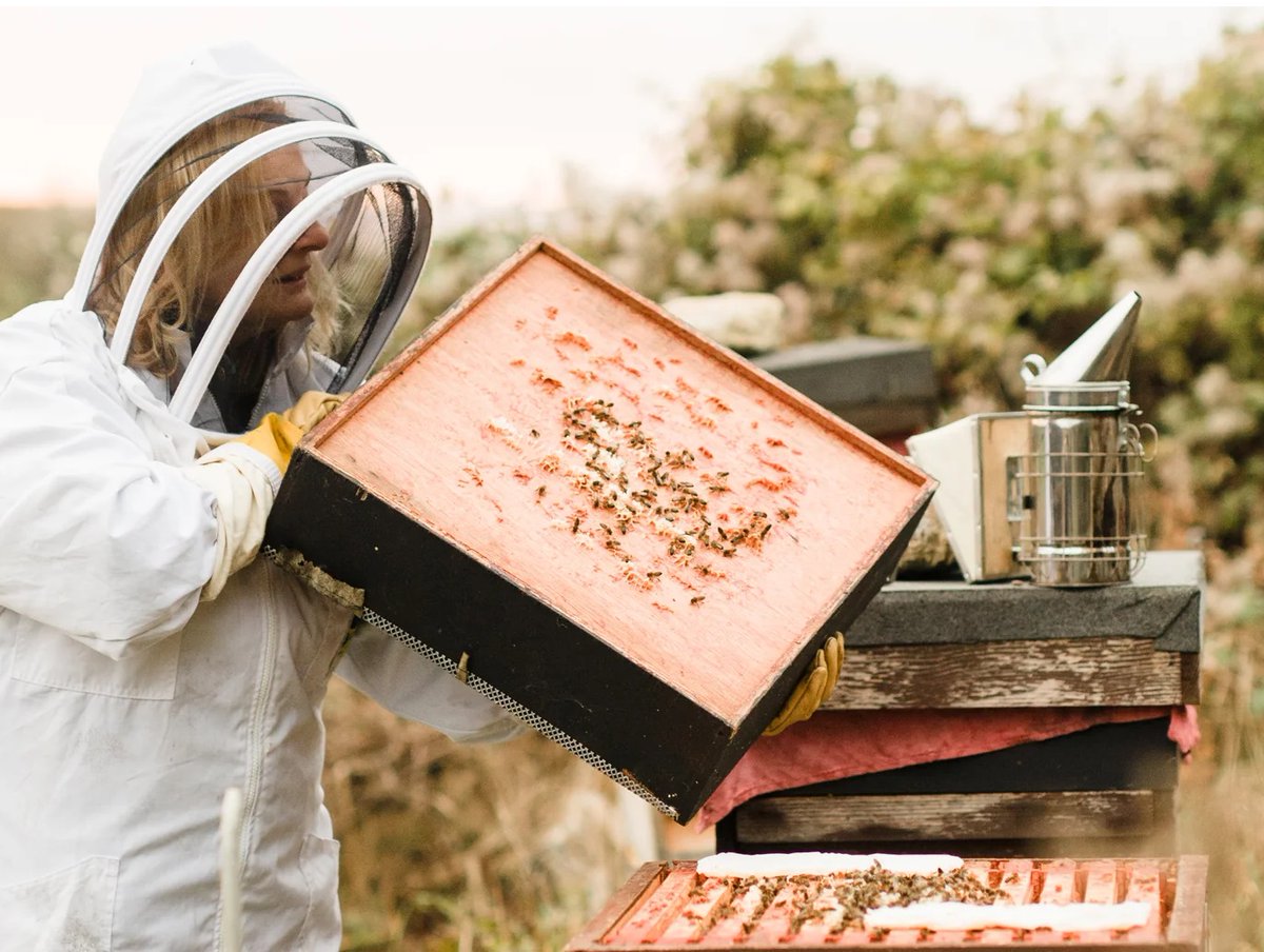 World Bee Day takes place on May 20th.
Did you know 75% of the world’s food crops depend on bees?  We celebrate two of our members, Brookfield Farm and Galtee Honey, both nurturing native Irish bees Visit brookfield.farm and galteehoney.com to find out more.