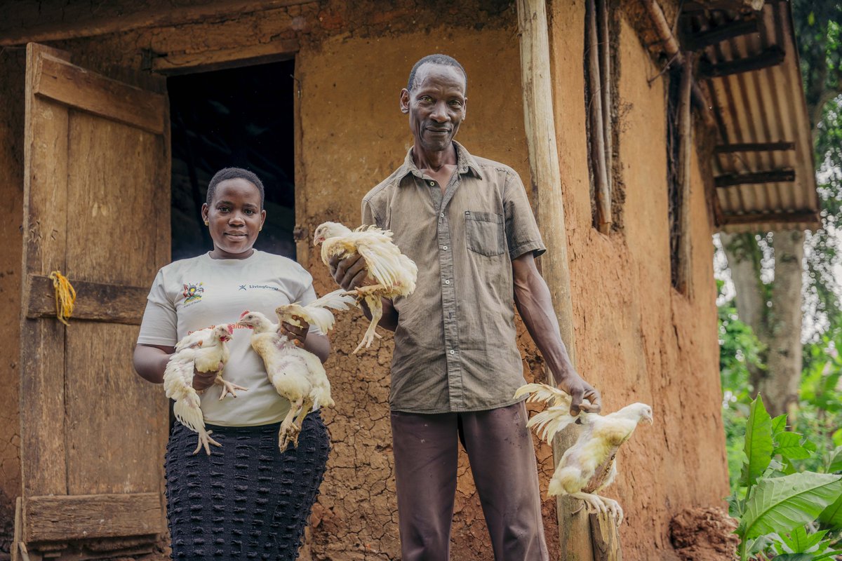 Ssemuddu Augustine, the first man to join our acceleration program, works hand in hand with Nalubega Malusi on their poultry farming project focusing on chickens. 
#EmpowerWomen